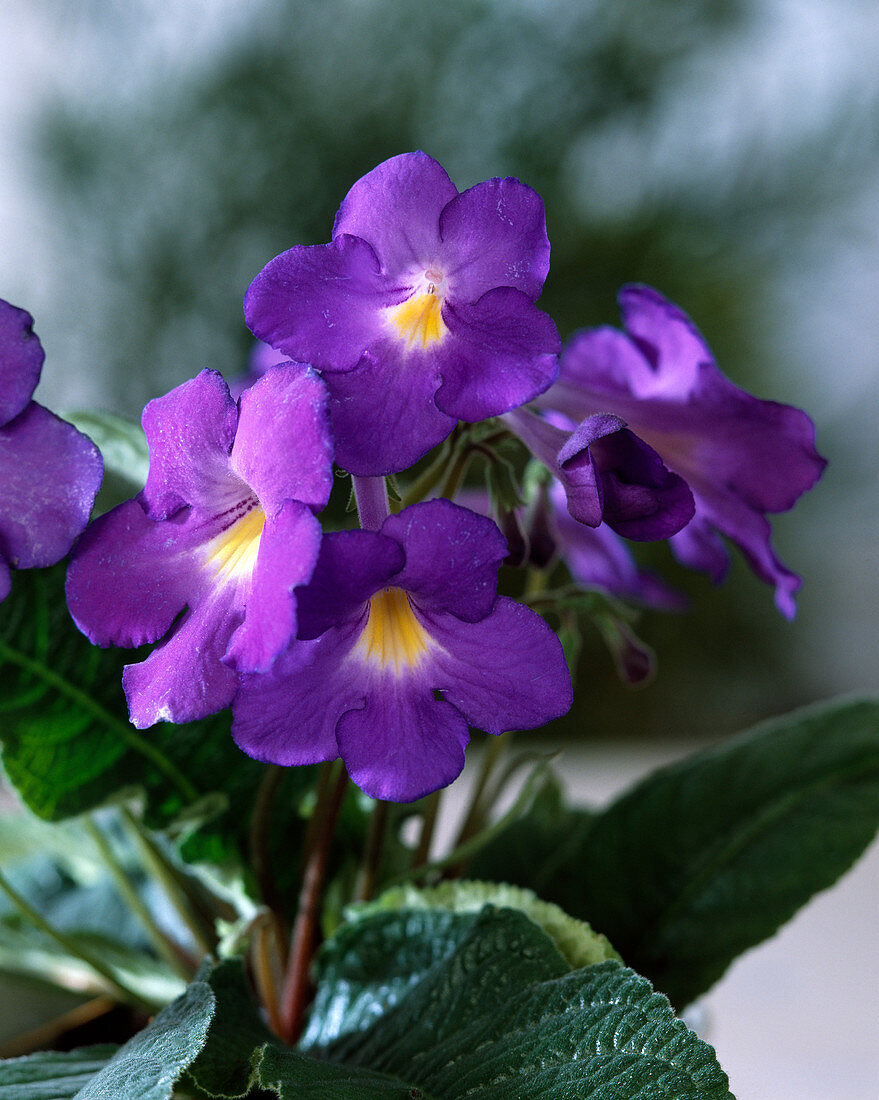 Streptocarpus hybride