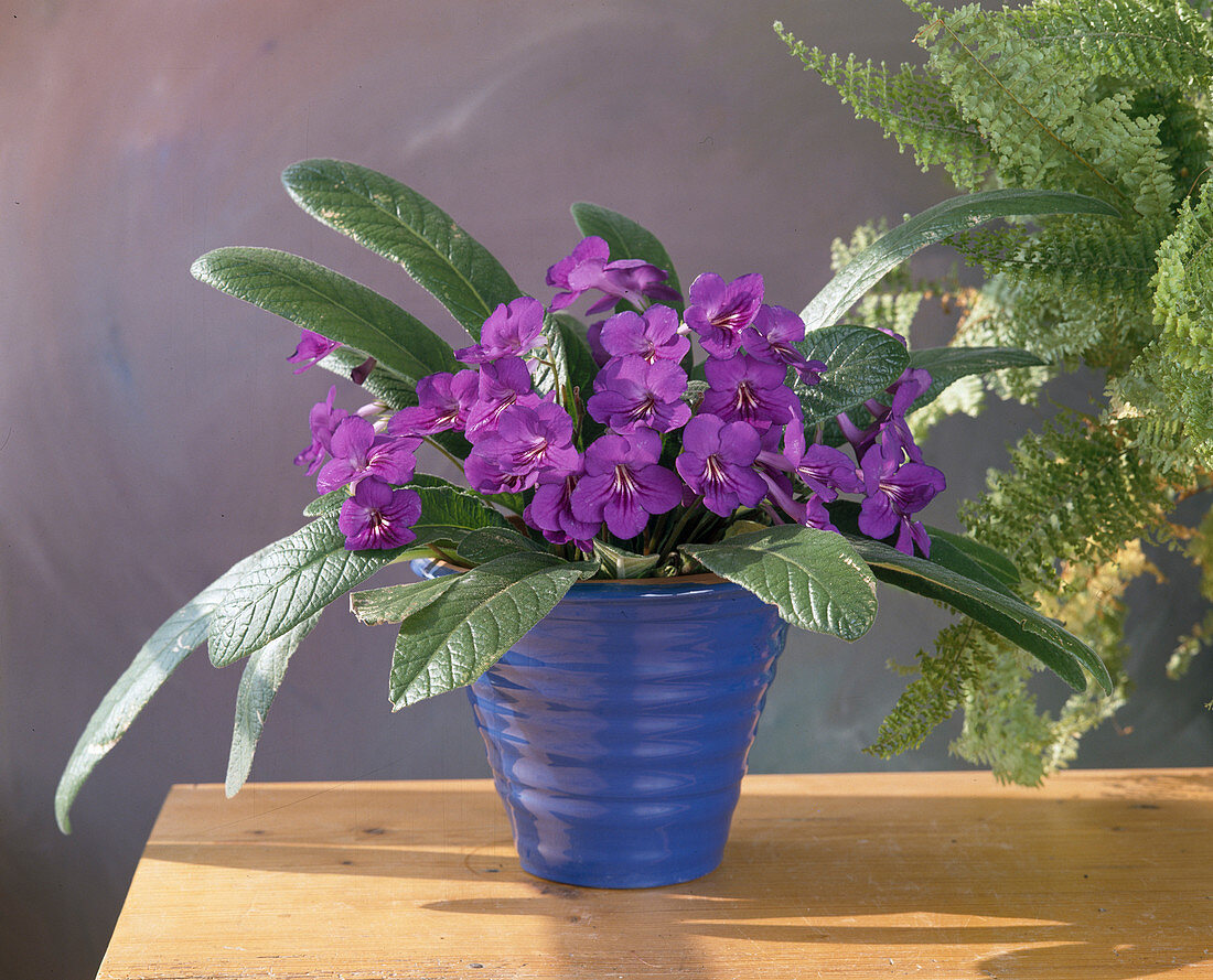 Streptocarpus