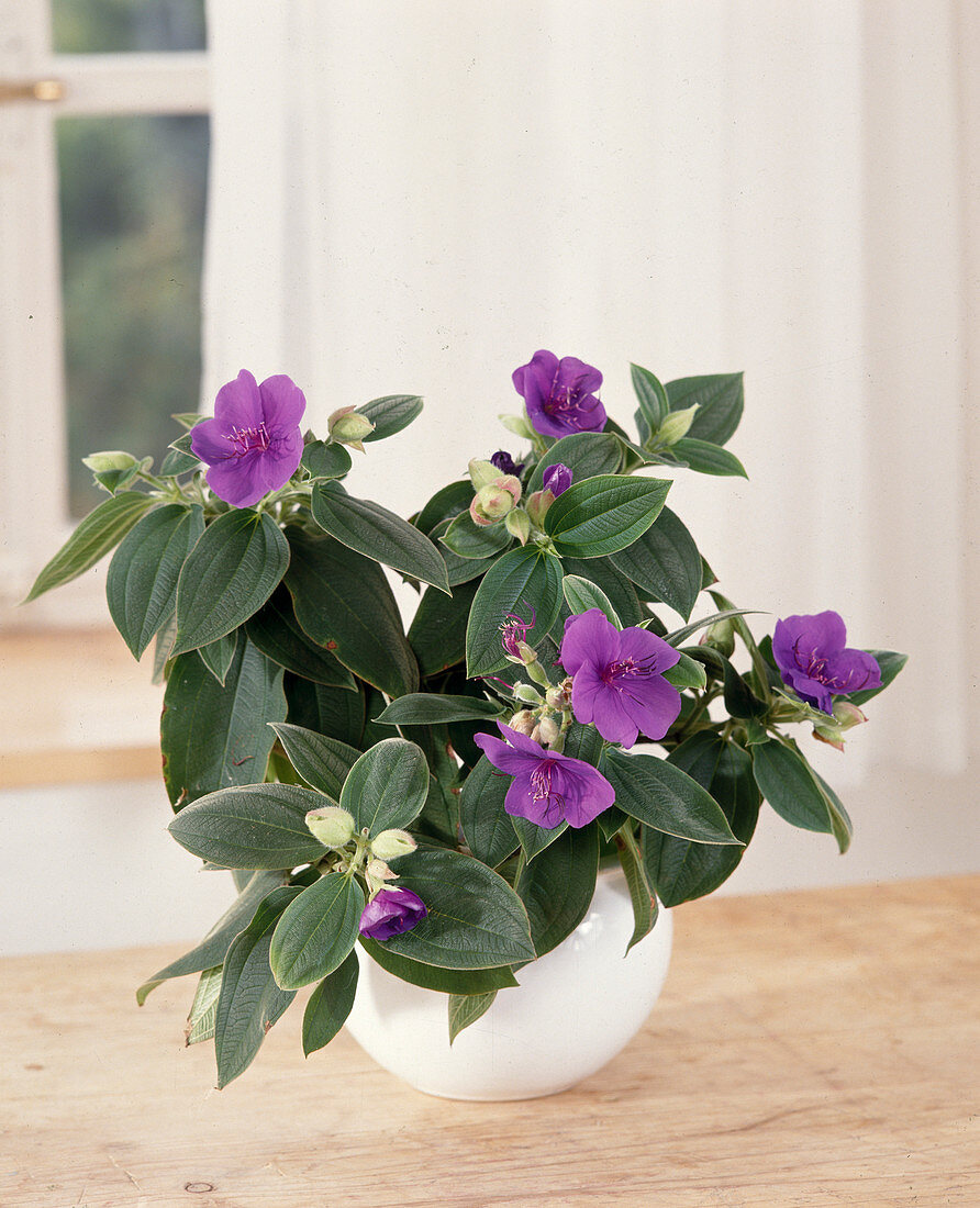 Tibouchina urvilleana