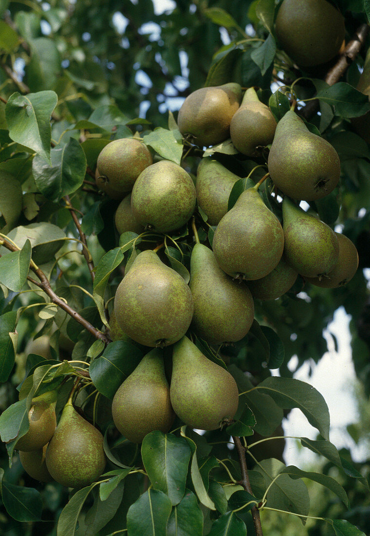 Pyrus 'Conference' (pear)