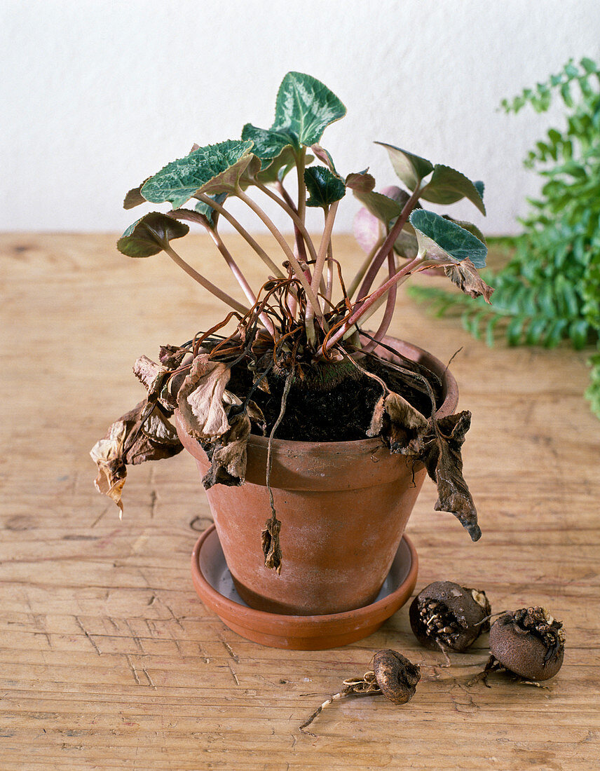 Cyclamen Persicum (Alpenveilchen), Knollen