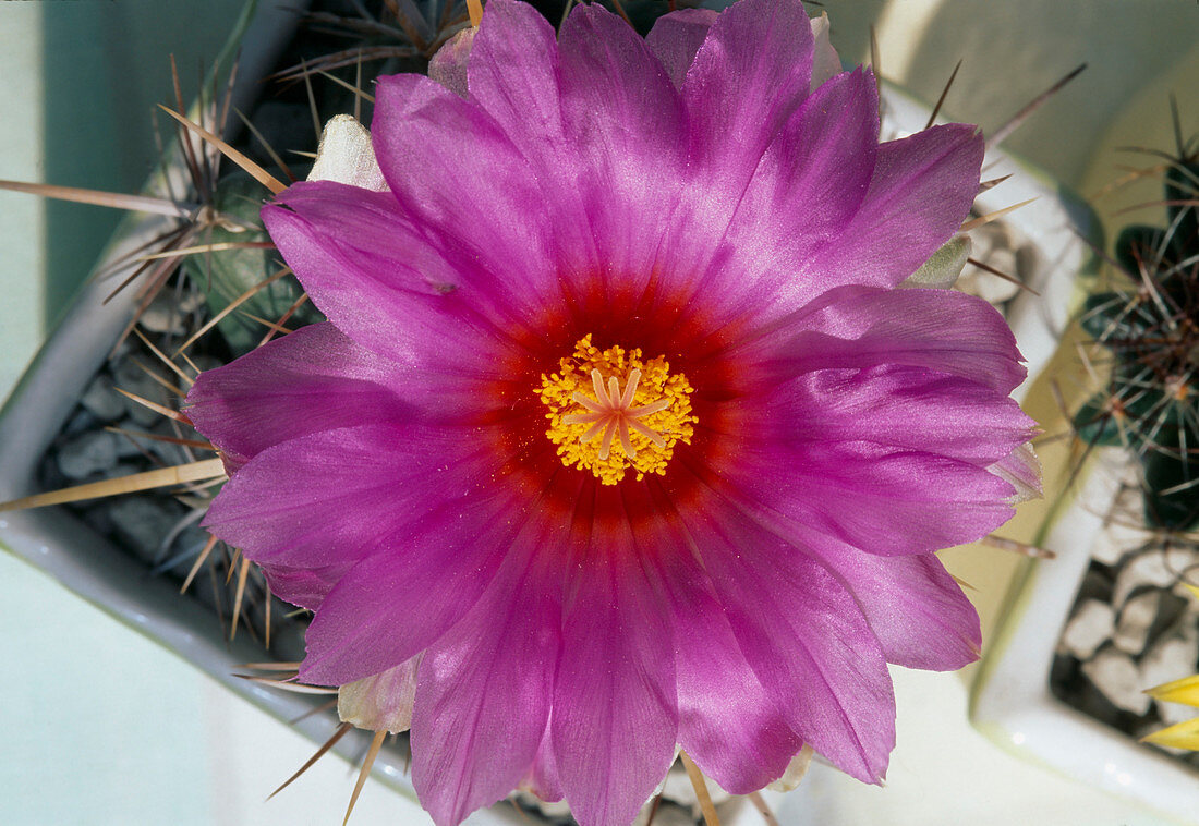 Thelocactus bicolor