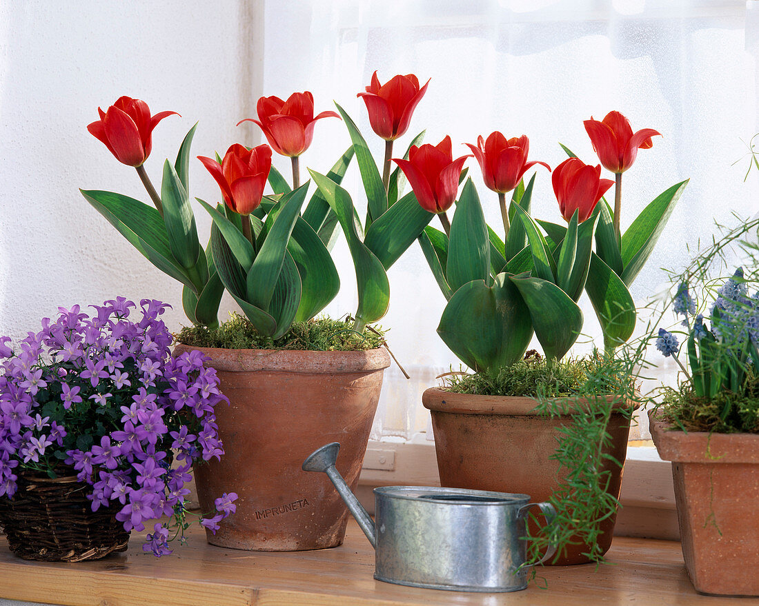 Tulipa 'Showwinner' (red)