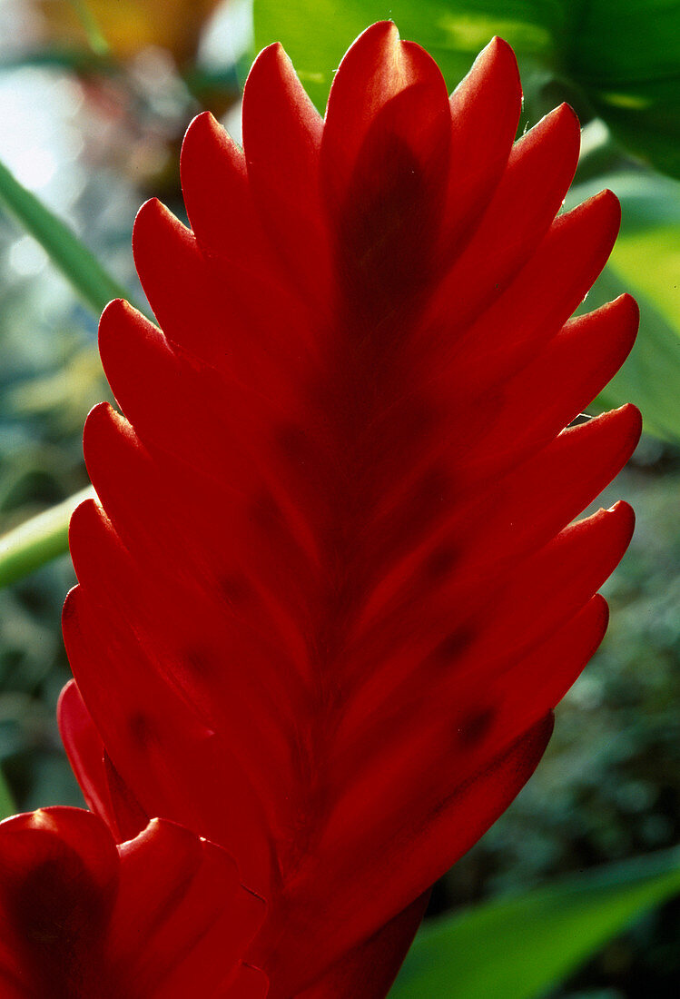 Vriesea hybrid