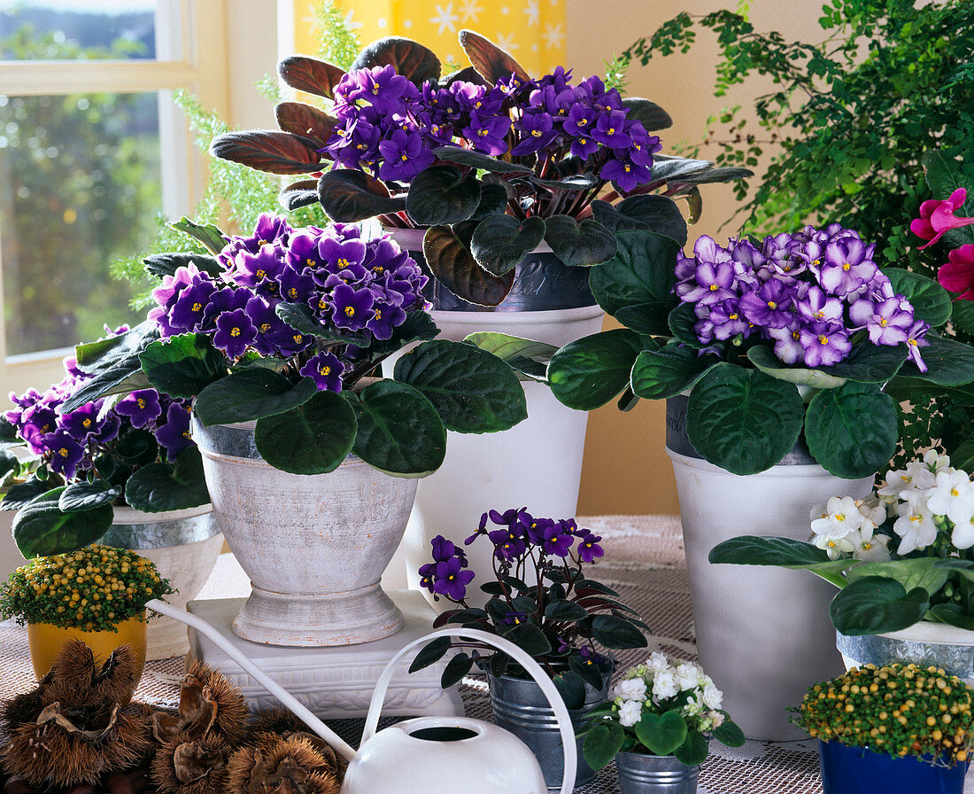 Saintpaulia ionantha (African violet)