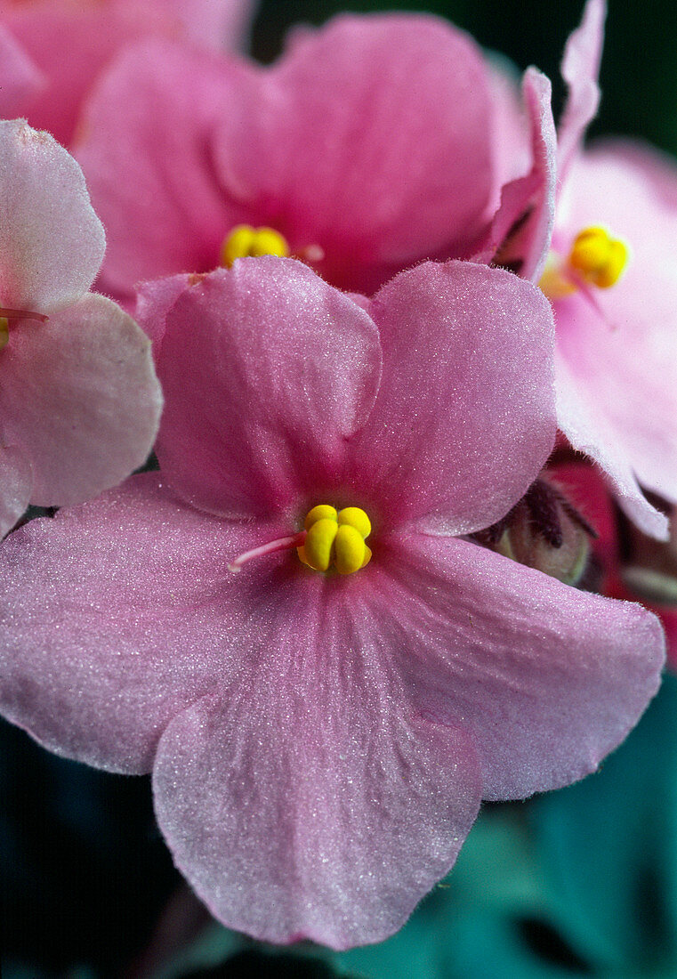 Saintpaulia ionantha 'Heidrun' (Usambara Veilchen)