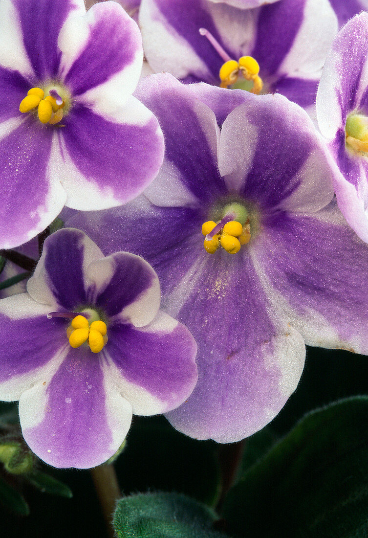 Saintpaulia ionantha (African violet)