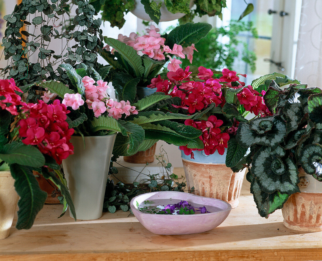 Streptocarpus-hybr. (Turning fruit)