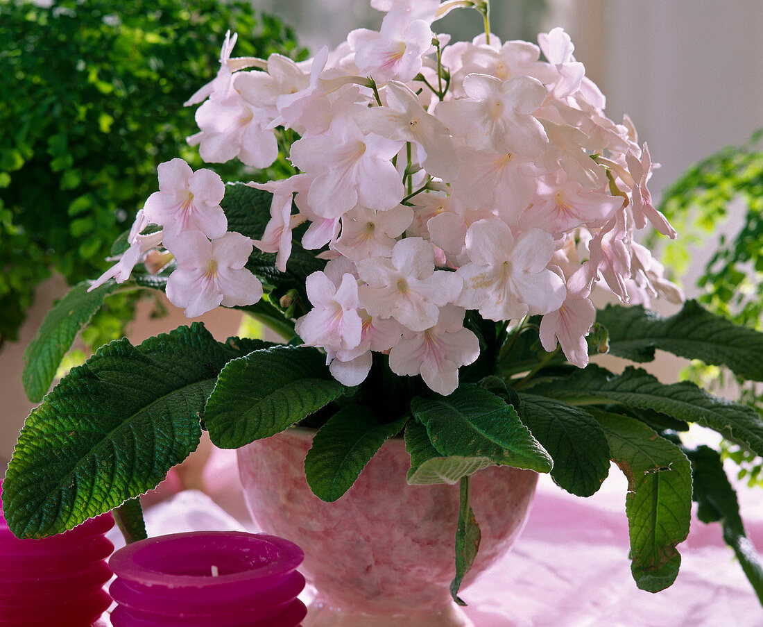 Streptocarpus-Hybr. 'Lady'