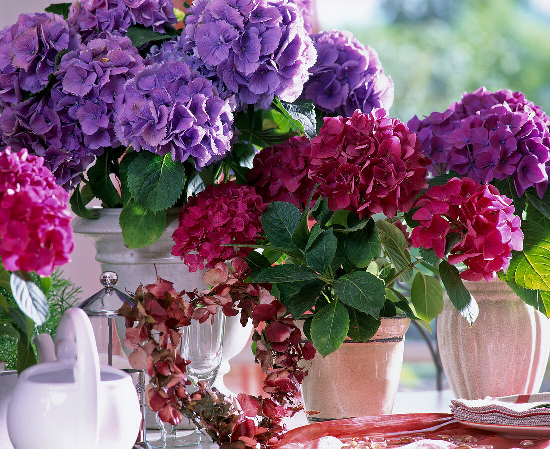 Hydrangea macrophylla 'Amsterdam' Elbtal