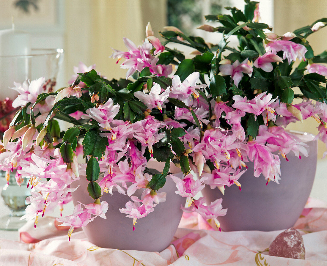 Schlumbergera