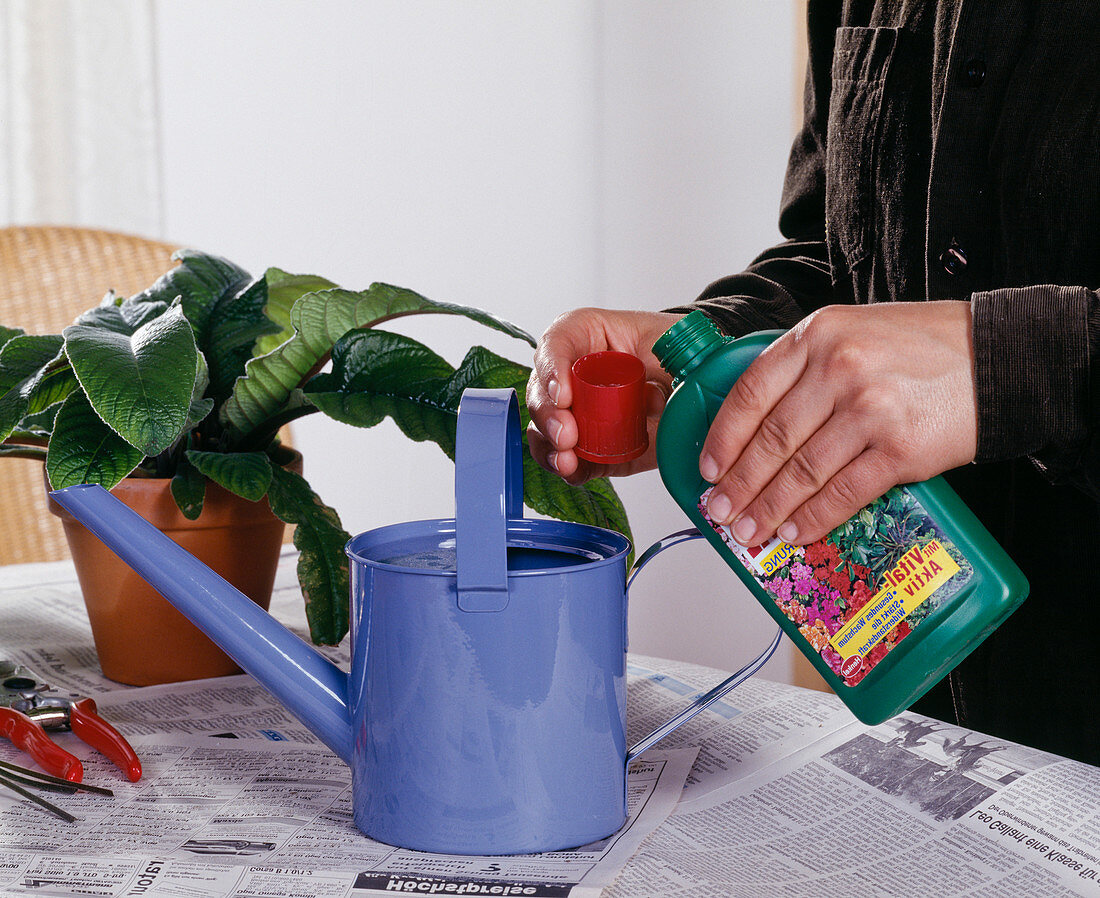 Streptocarpus (Drehfrucht) flüssig düngen