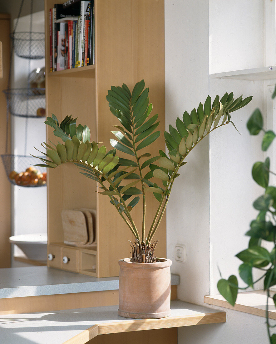 Zamia pumila