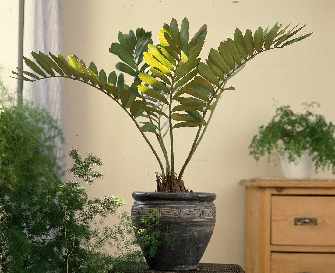 Zamia pulmila