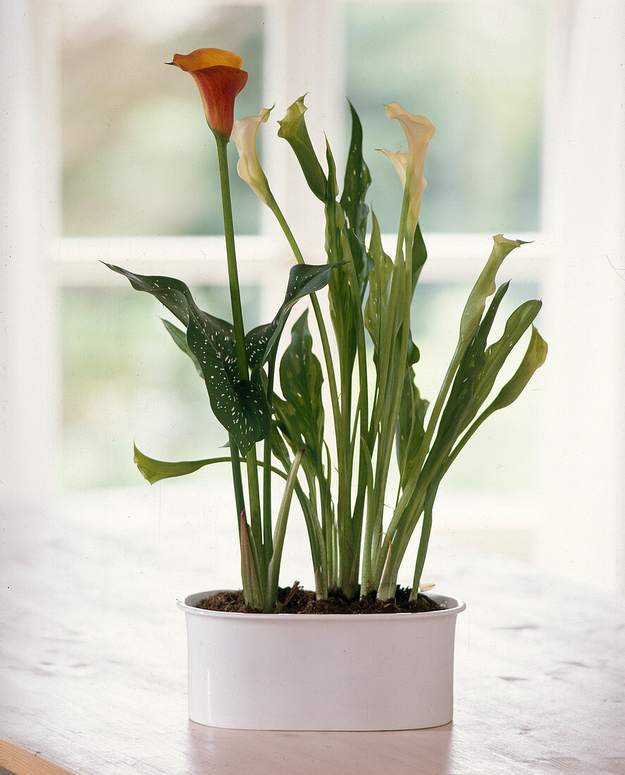 Zantedeschia elliotiana