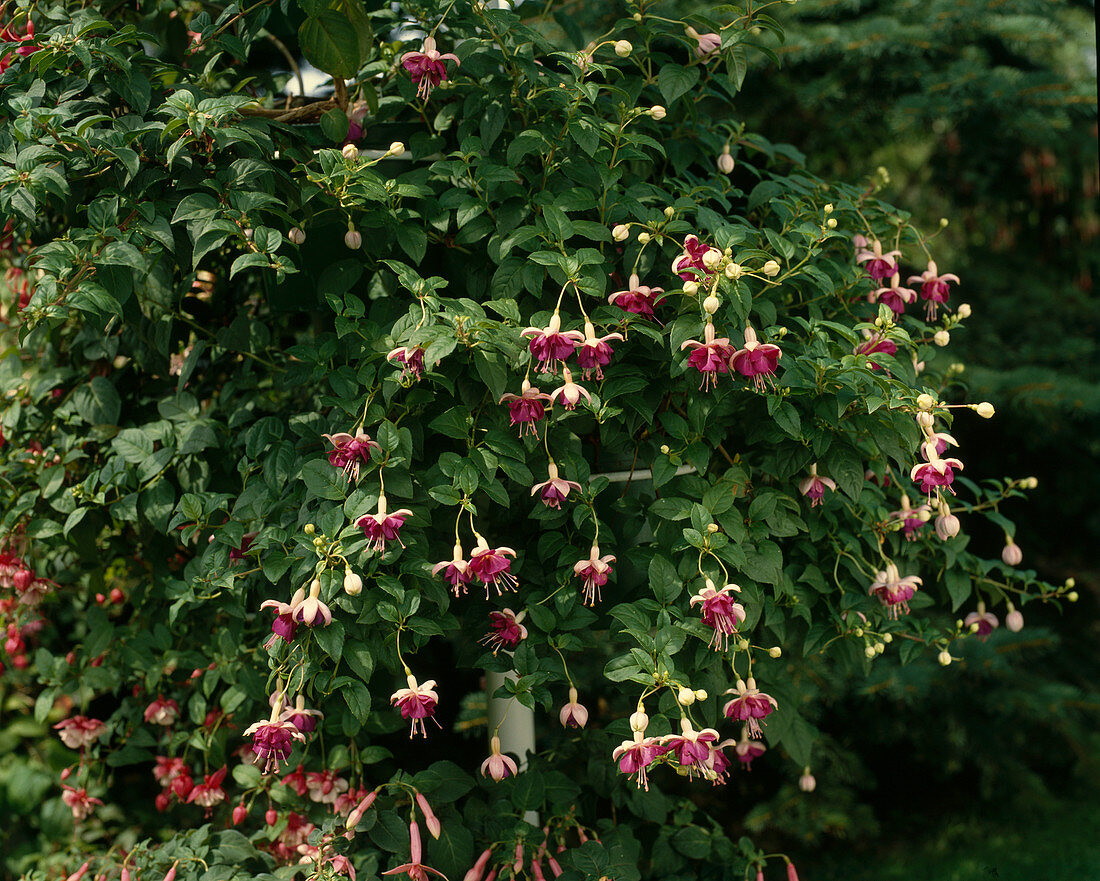 Fuchsia 'Paula Jane' (Fuchsia)