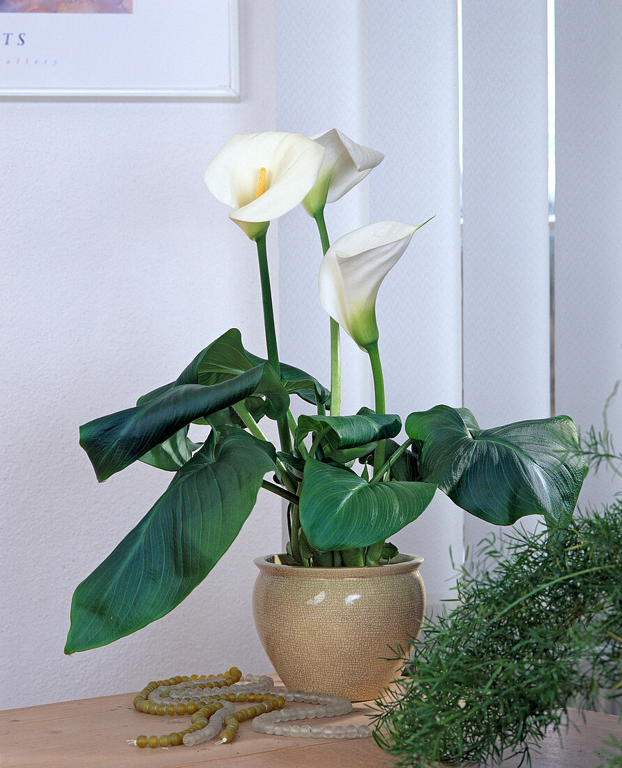 Zantedeschia aethiopica