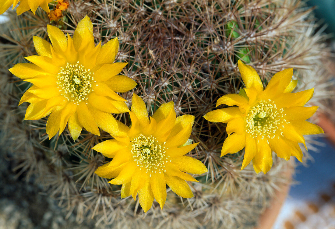 Weingartia Neocumingii V Koehresii