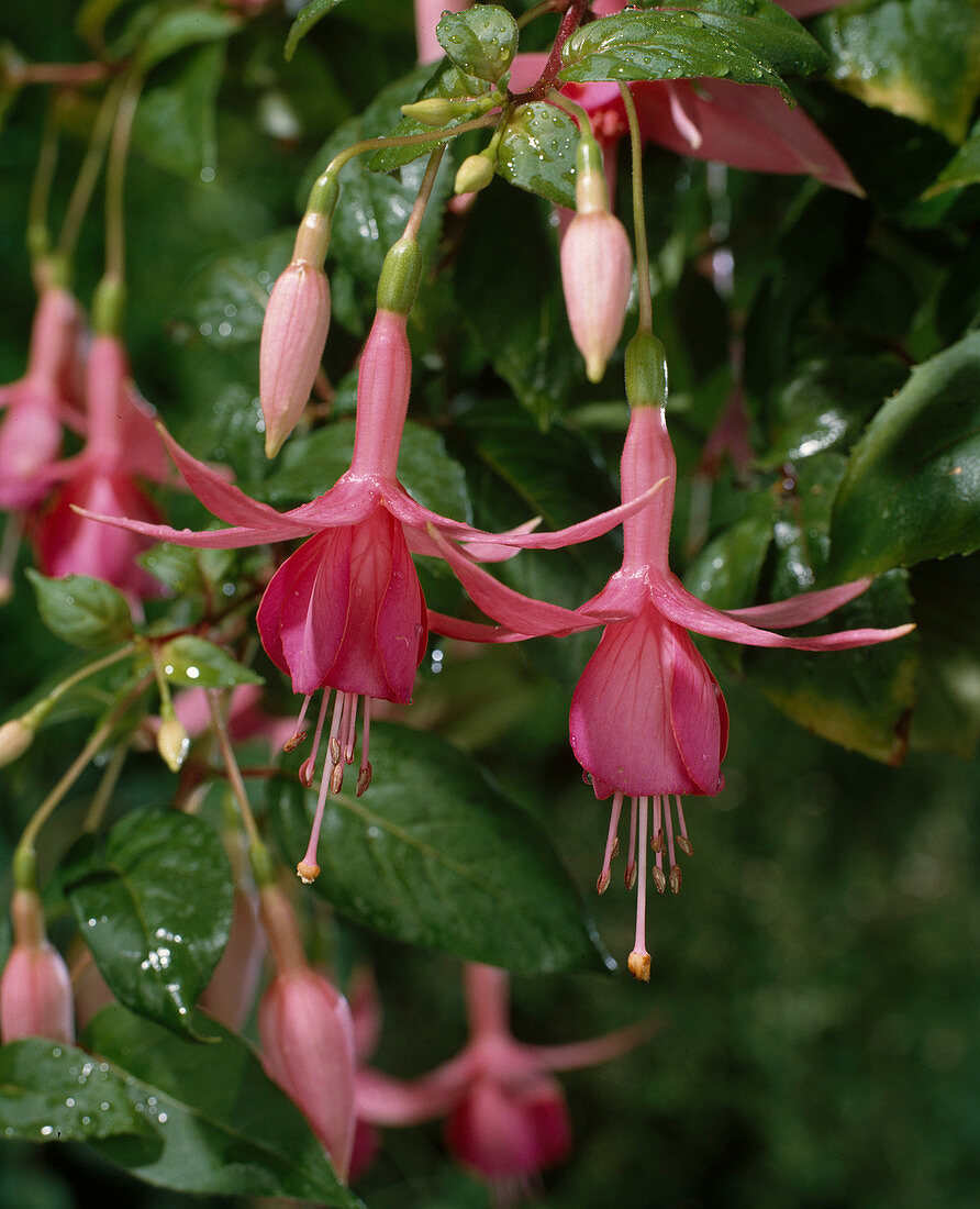 Fuchsia 'Jack Ackland' (Fuchsie)