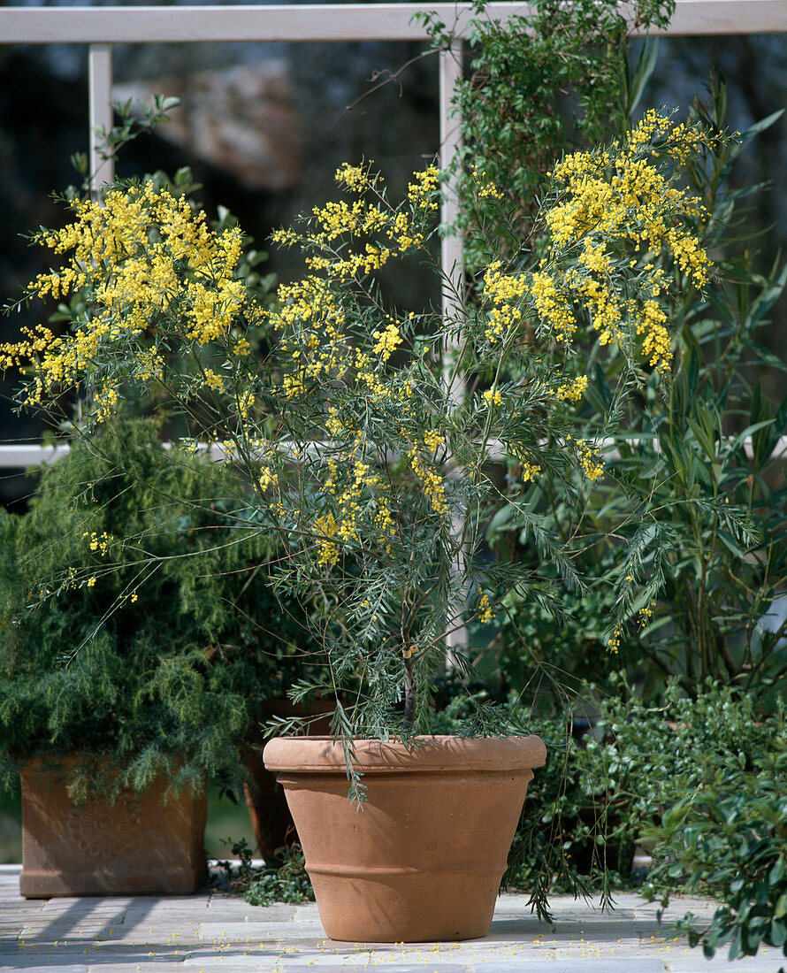 Acacia fimbriata (Mimose)