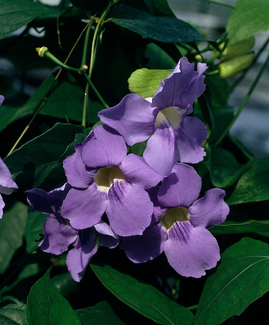 Thunbergia grandiflora