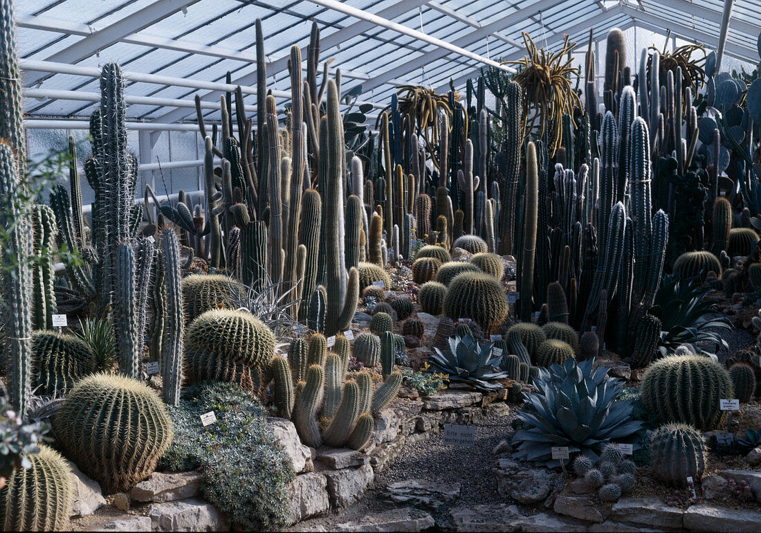 Cactus house in the Bot.