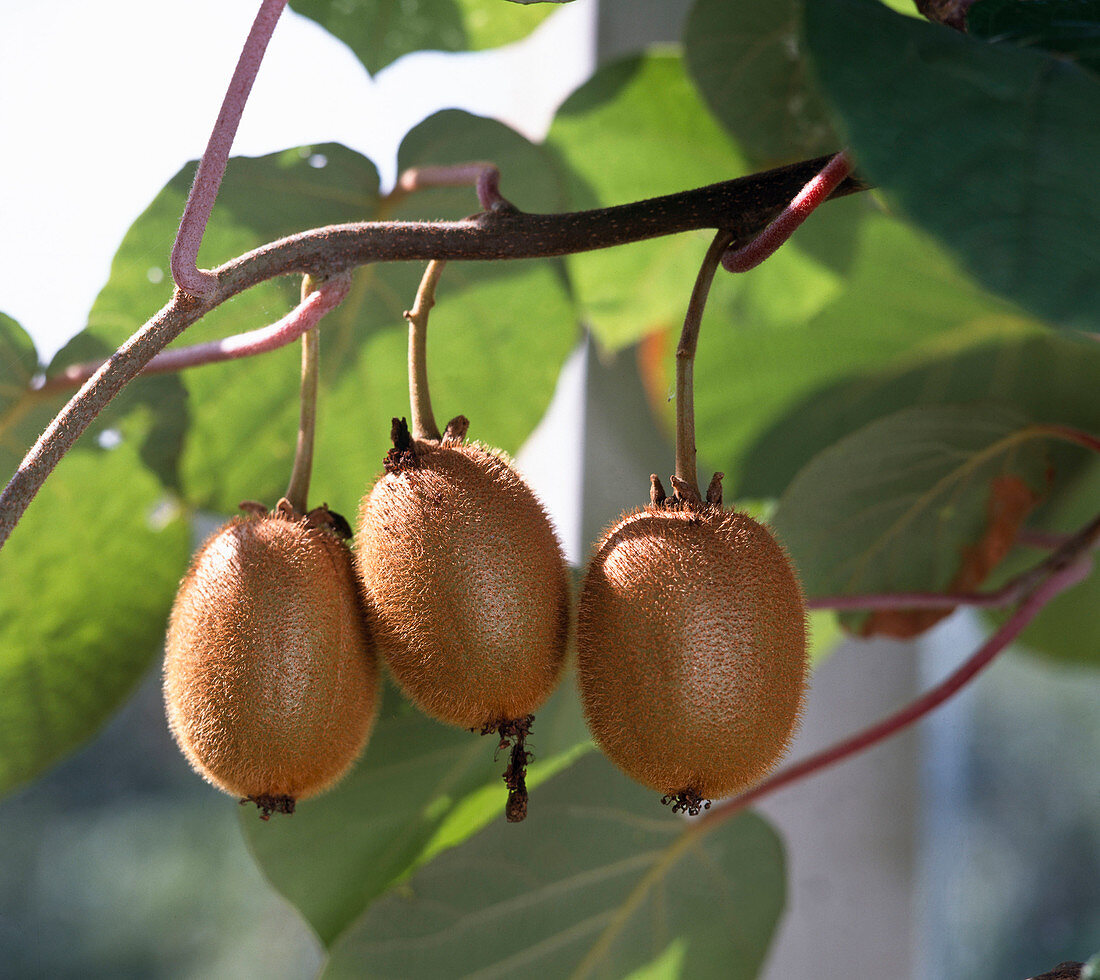 Actinidia chinensis