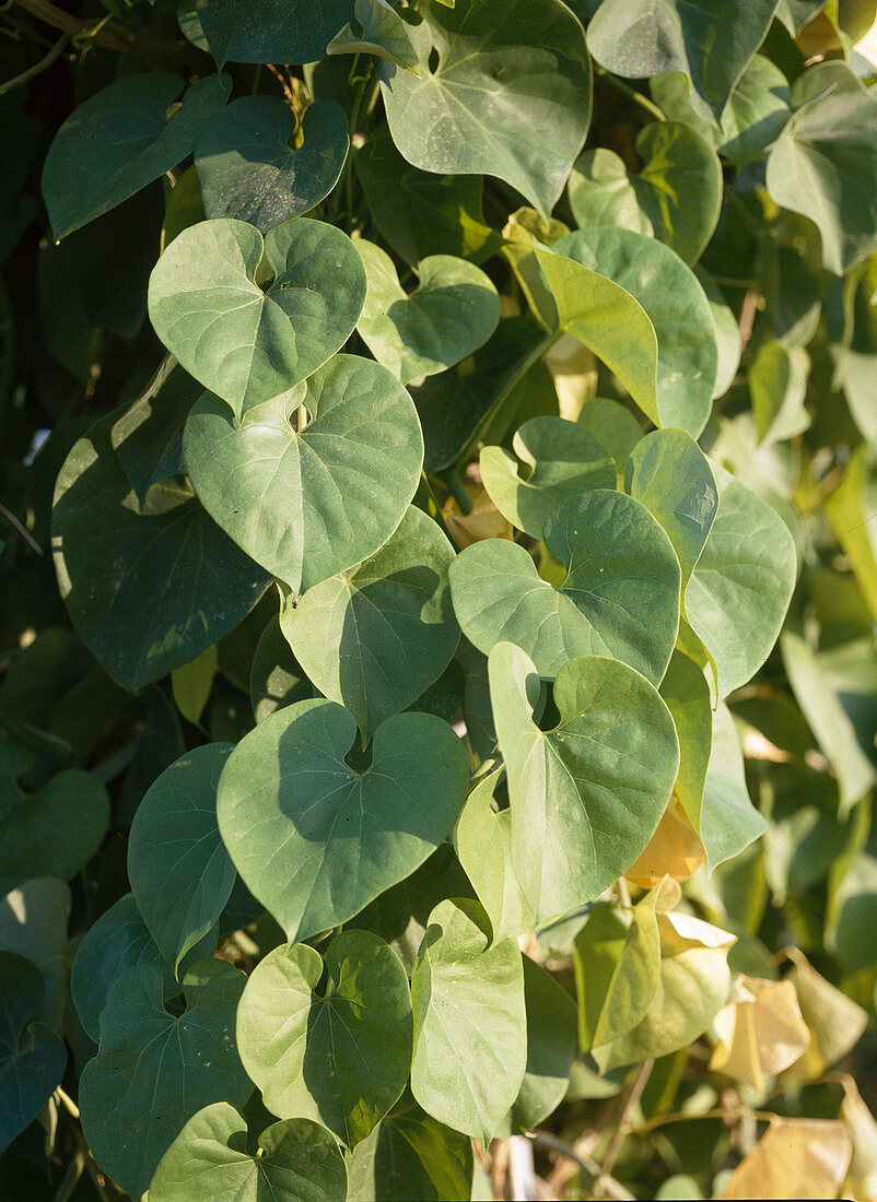 Aristolochia moupinensis (Chinese pipevine)