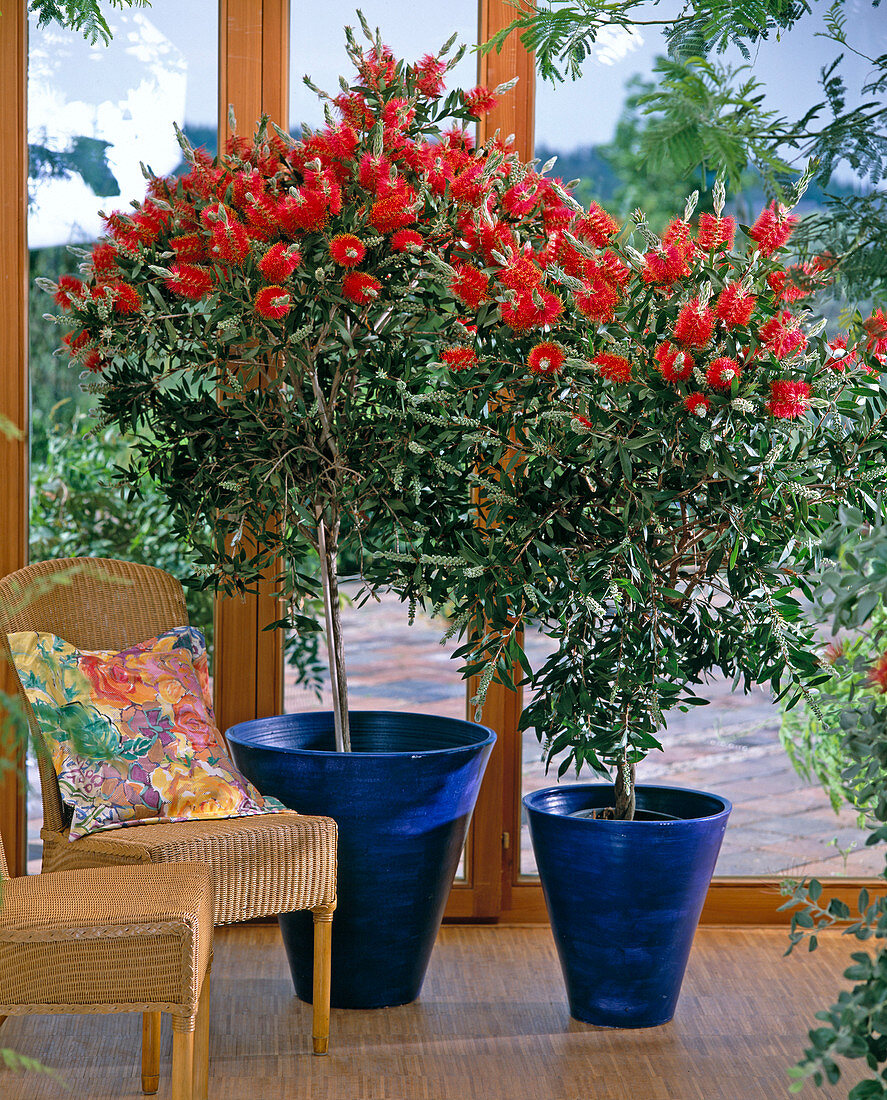 Callistemon Citrinus