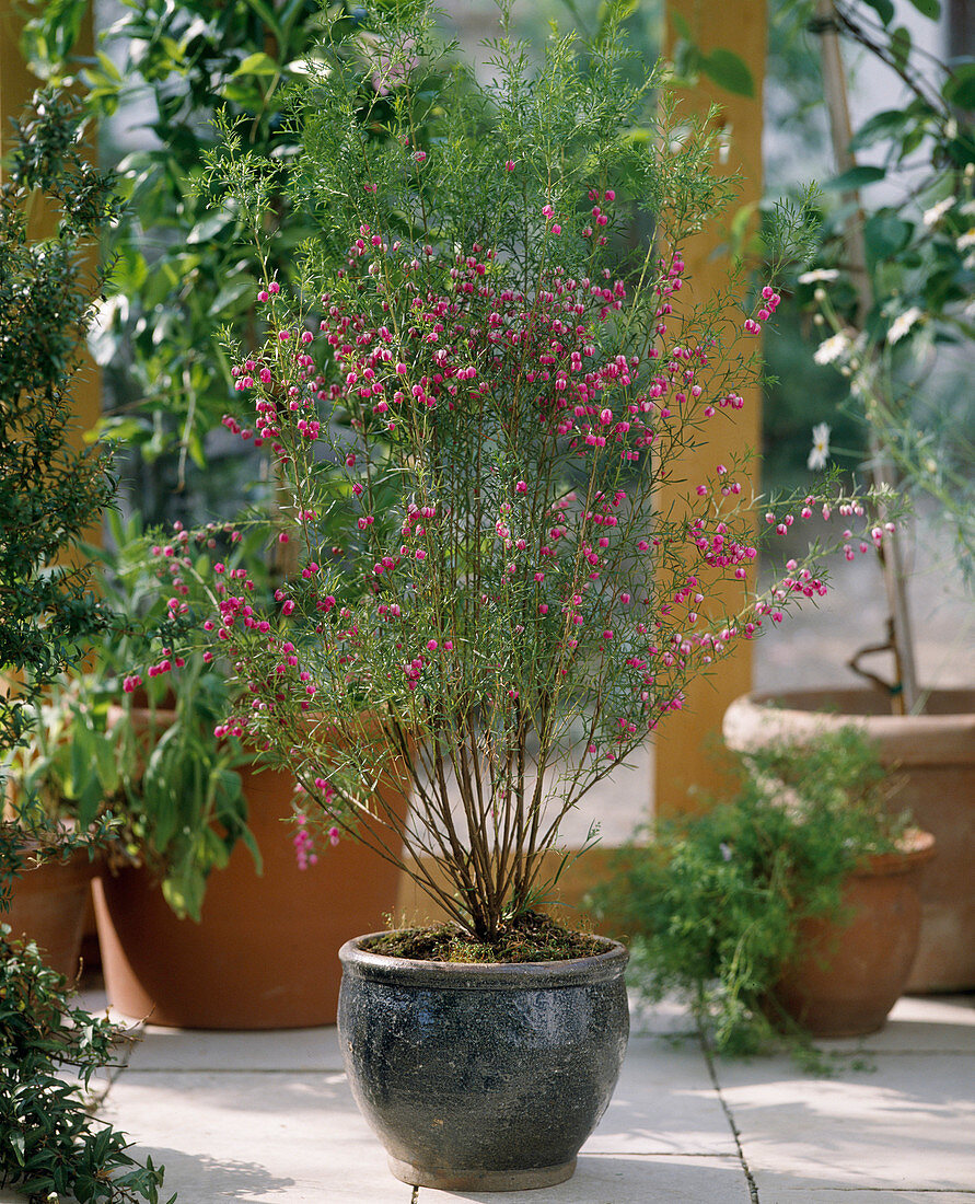 Boronia heterophylla