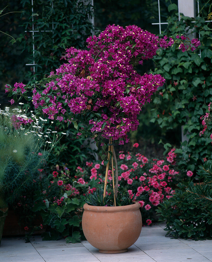 Bougainvillea glabra