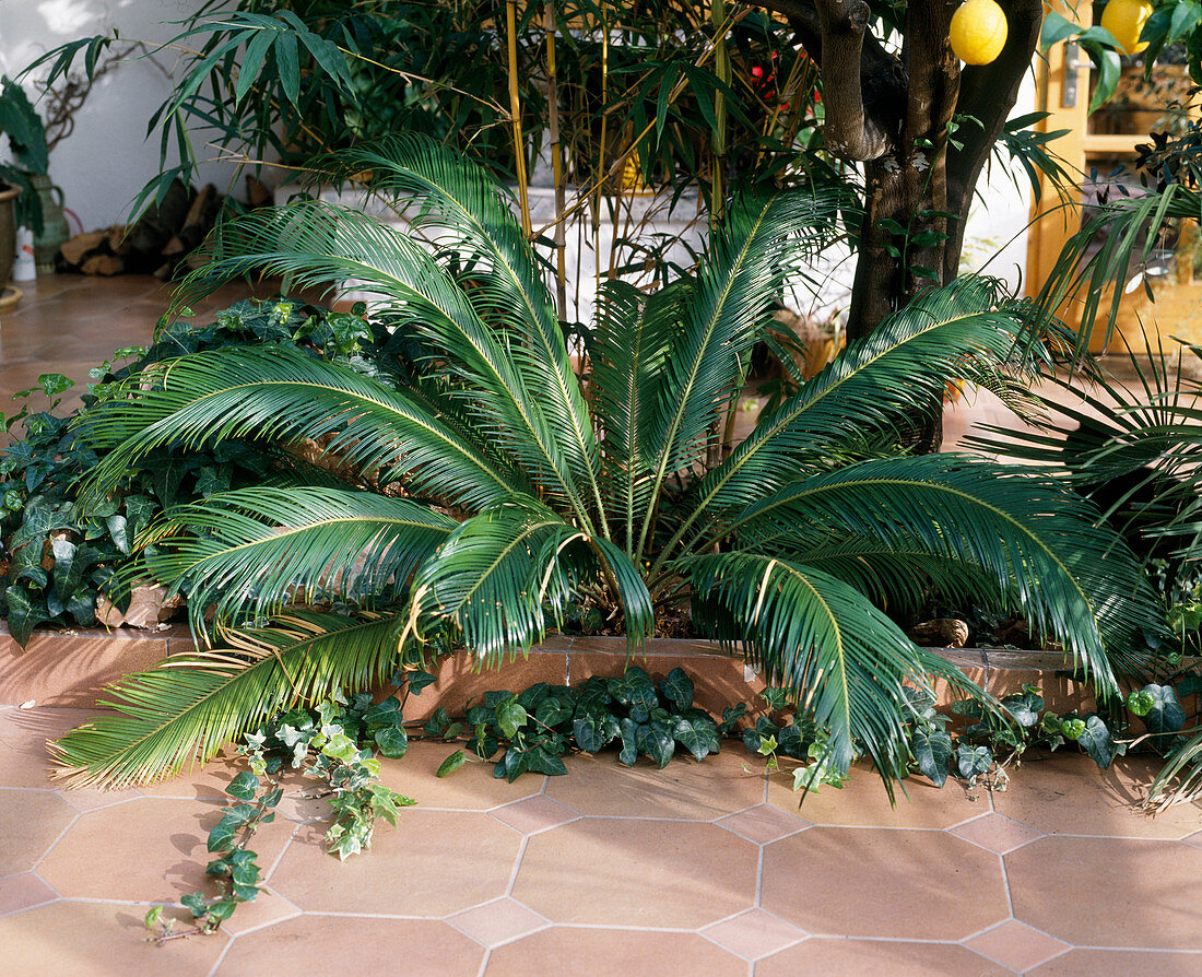 Cycas revoluta, planted out