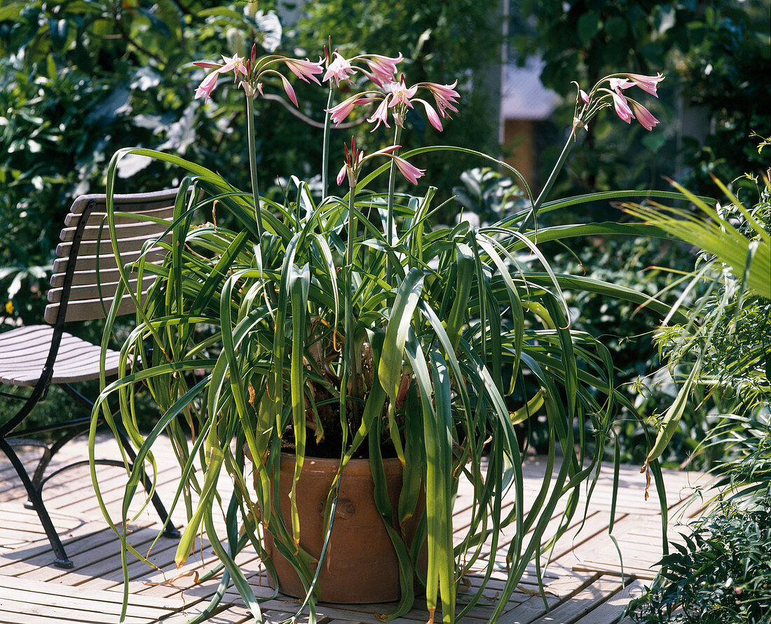 Crinum x Powellii