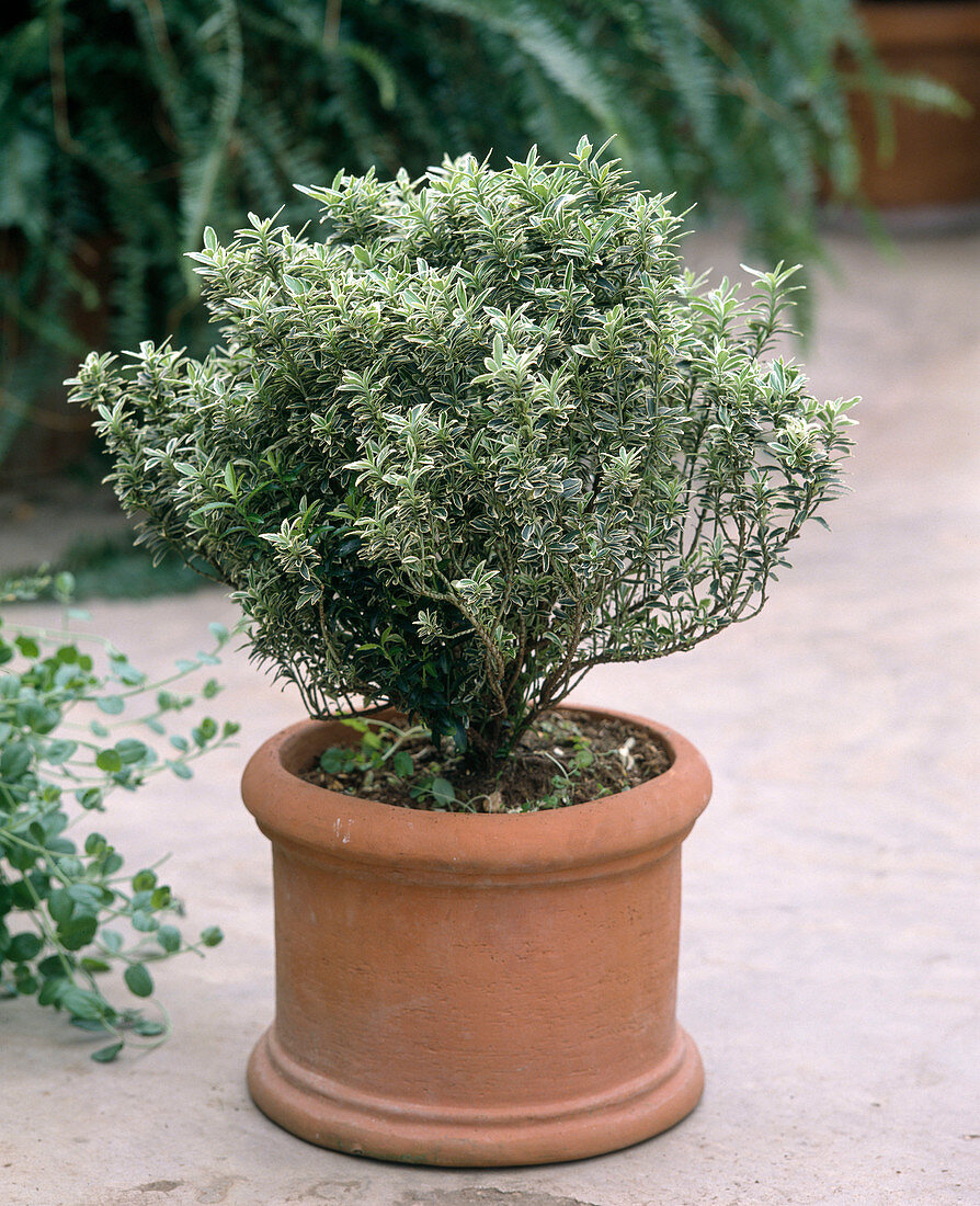 Euonymus Fortunei 'Silver Queen'