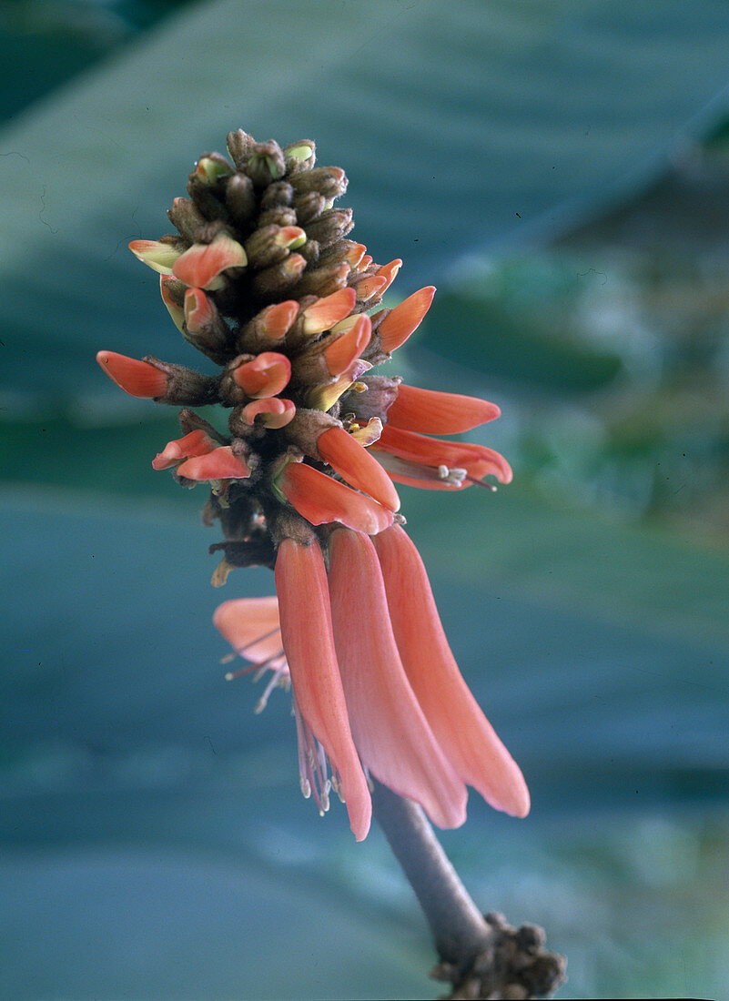 Erythrina lysistemon