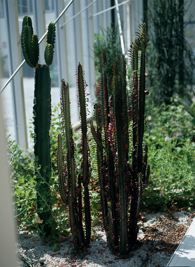 Euphorbia in the winter garden