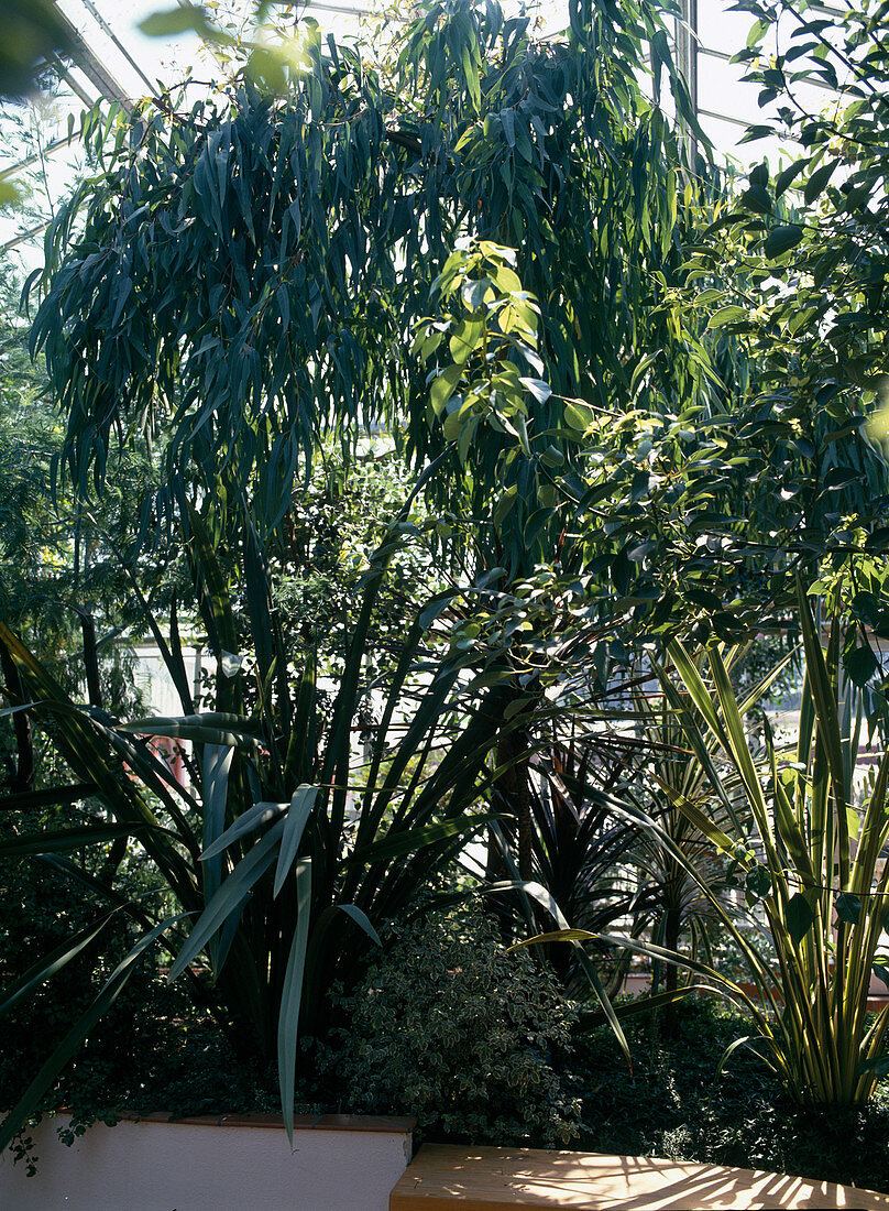 Phormium tenax, Eucalyptus camaldulensis