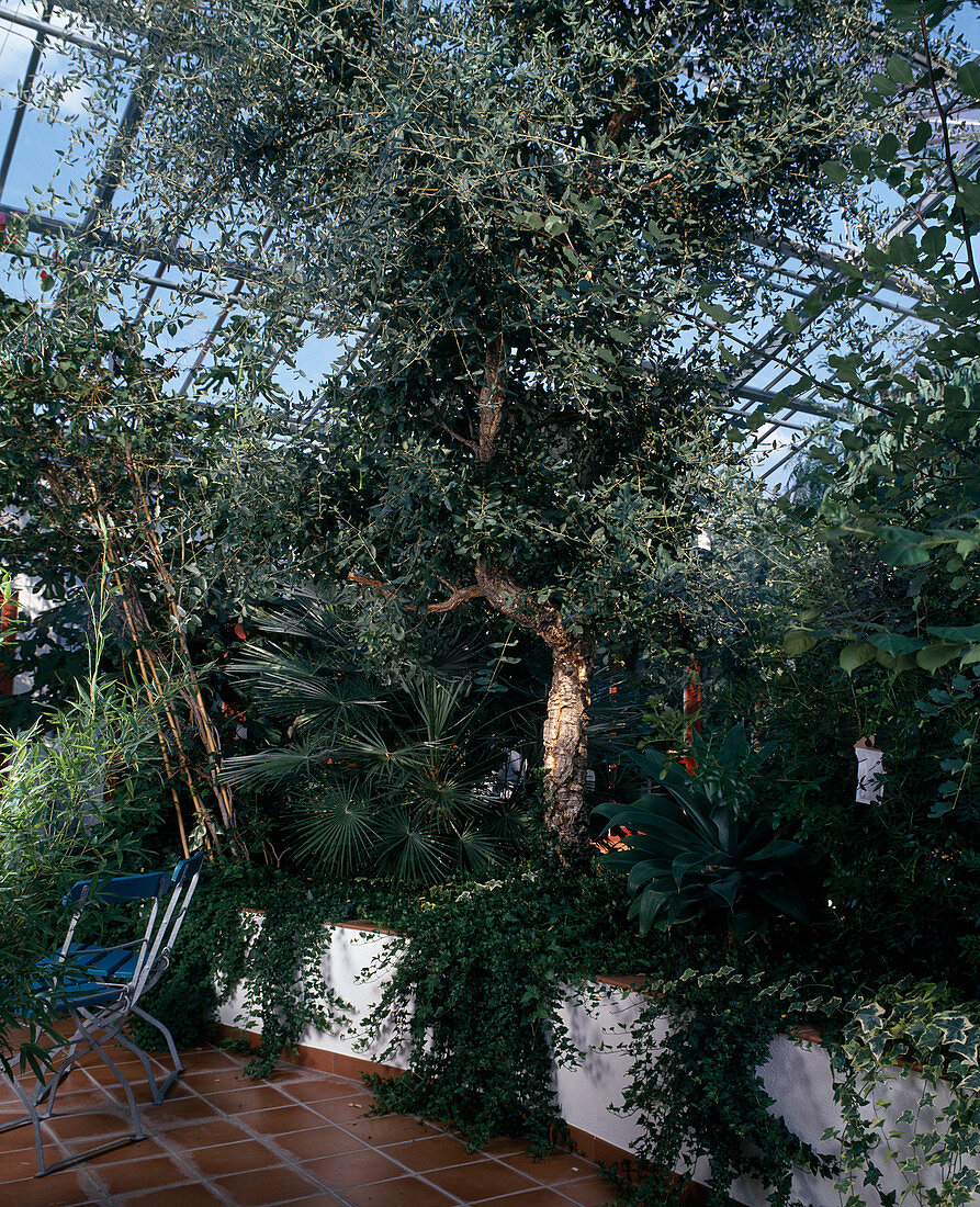 Chamaerops humilis, Quercus suber (cork oak)