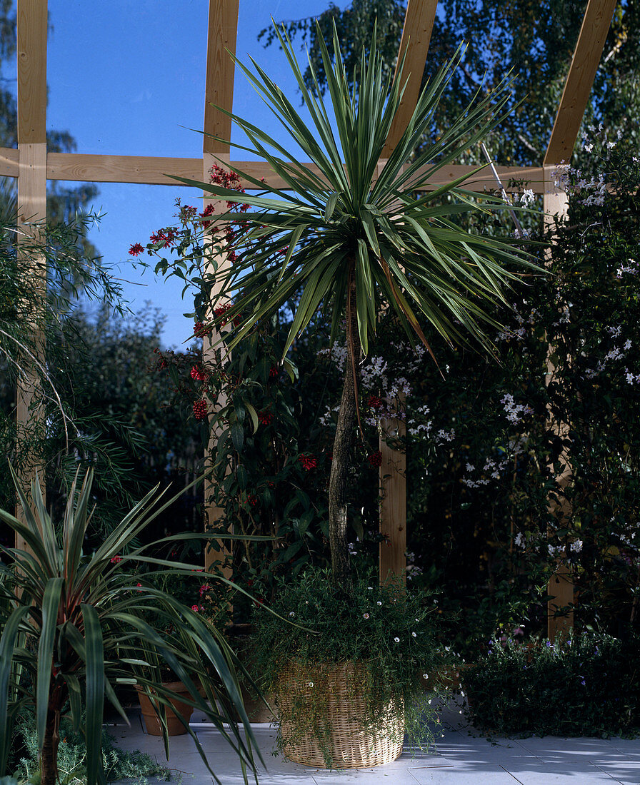 Cordyline australis, Cestrum Elegans, Solanum