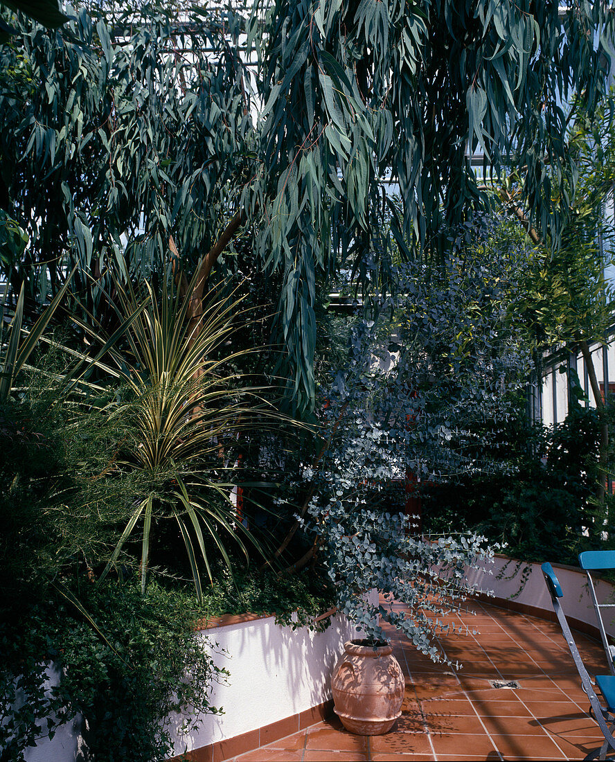 Eucalyptus gunnii, Eucalyptus camaldulensis