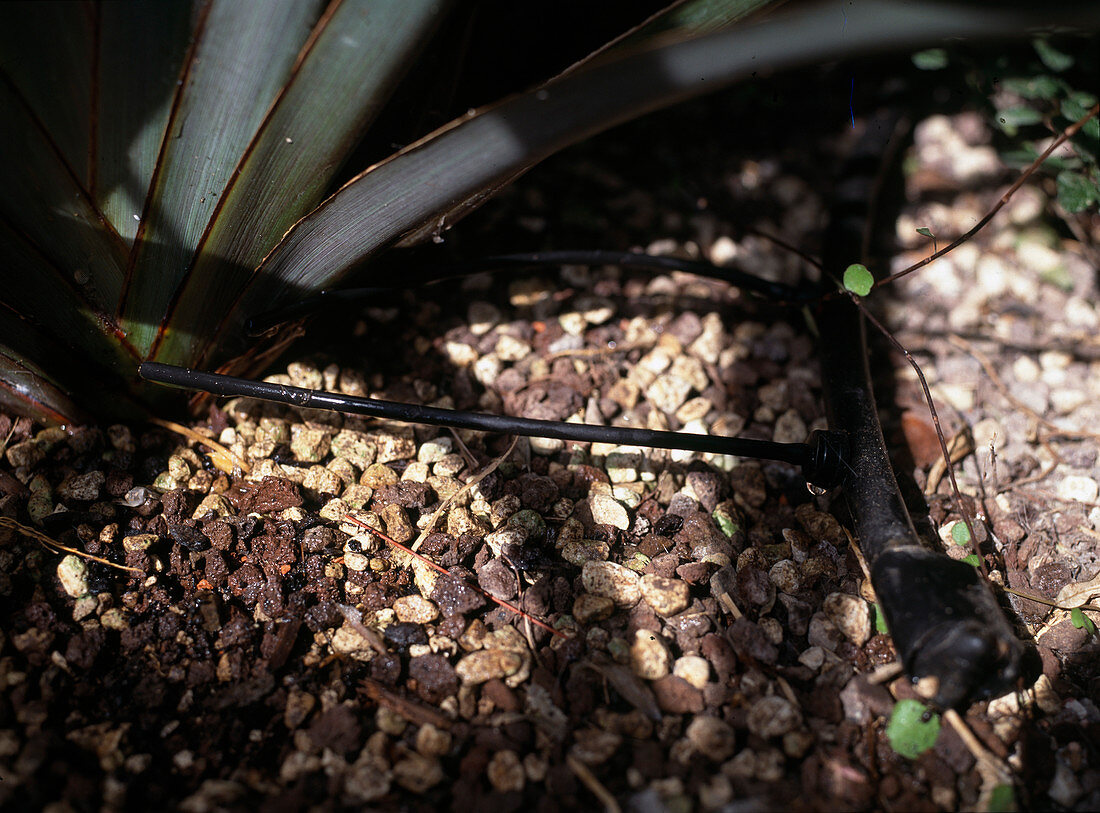 Drip irrigation