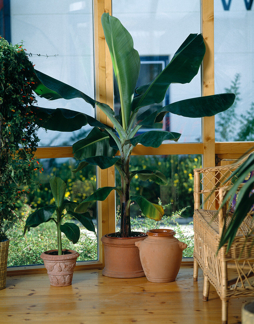 Ensete ventricosum