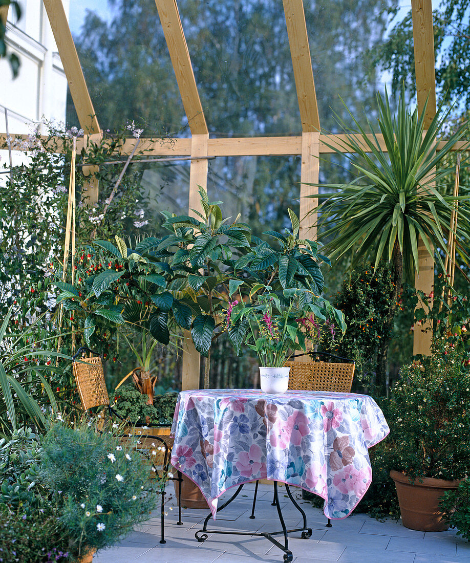 Winter garden with yucca