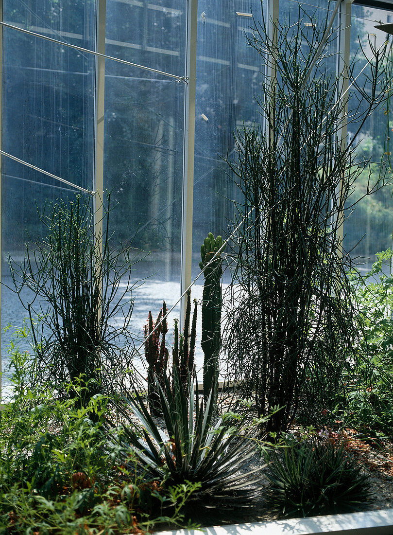 Winter garden with Euphorbia Tirucalli