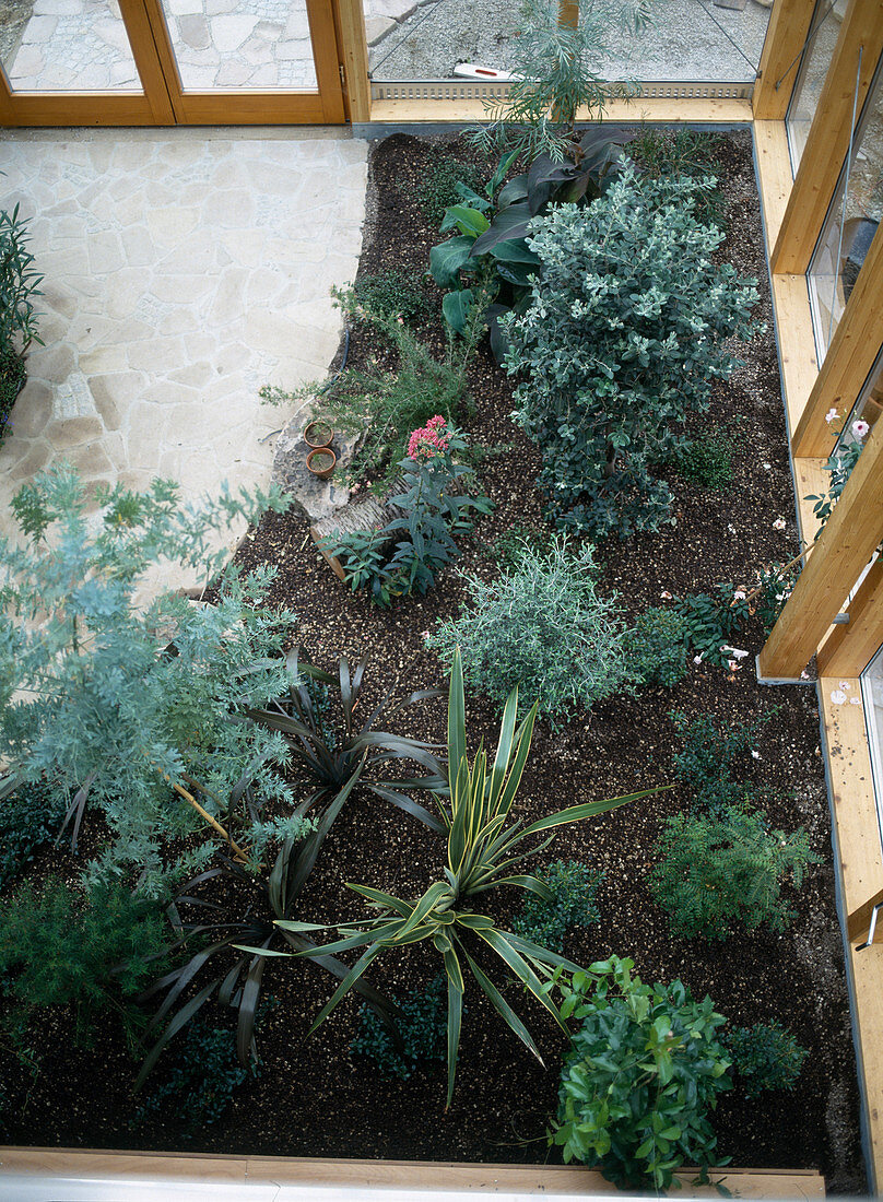 Mediterranean and East Asian plants