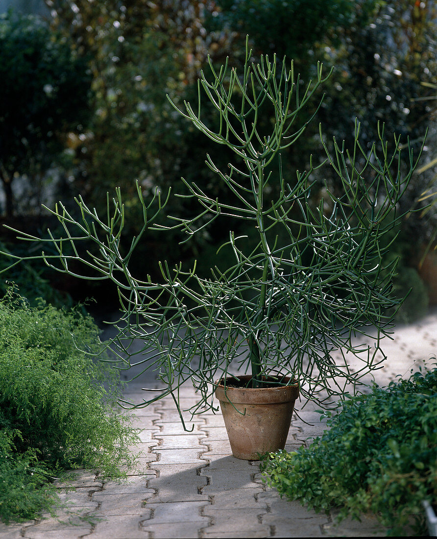 Euphorbia tirucalli (Pencil tree)