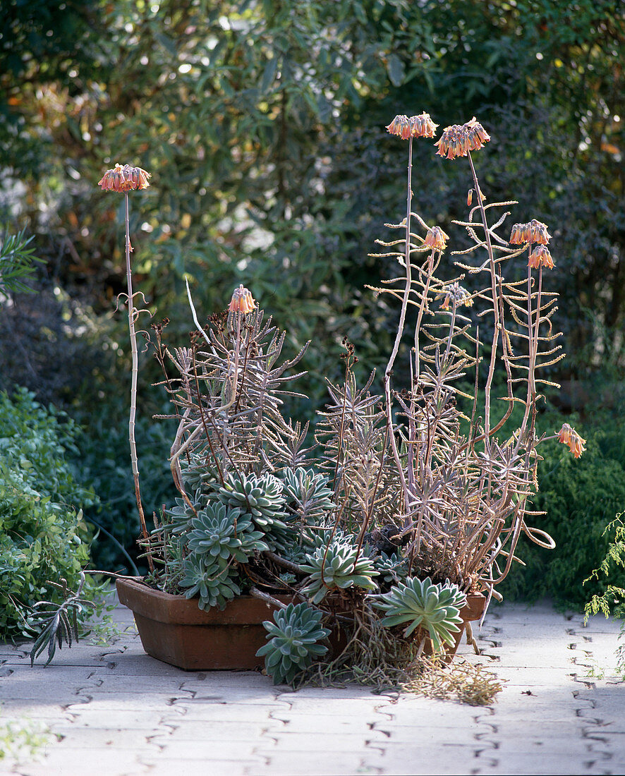 Kalanchoe tubiflora