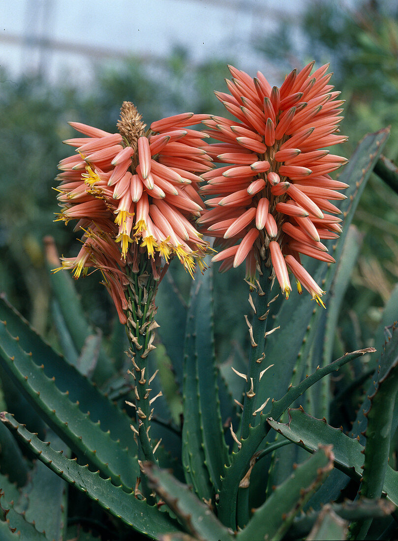 Aloe arborescens