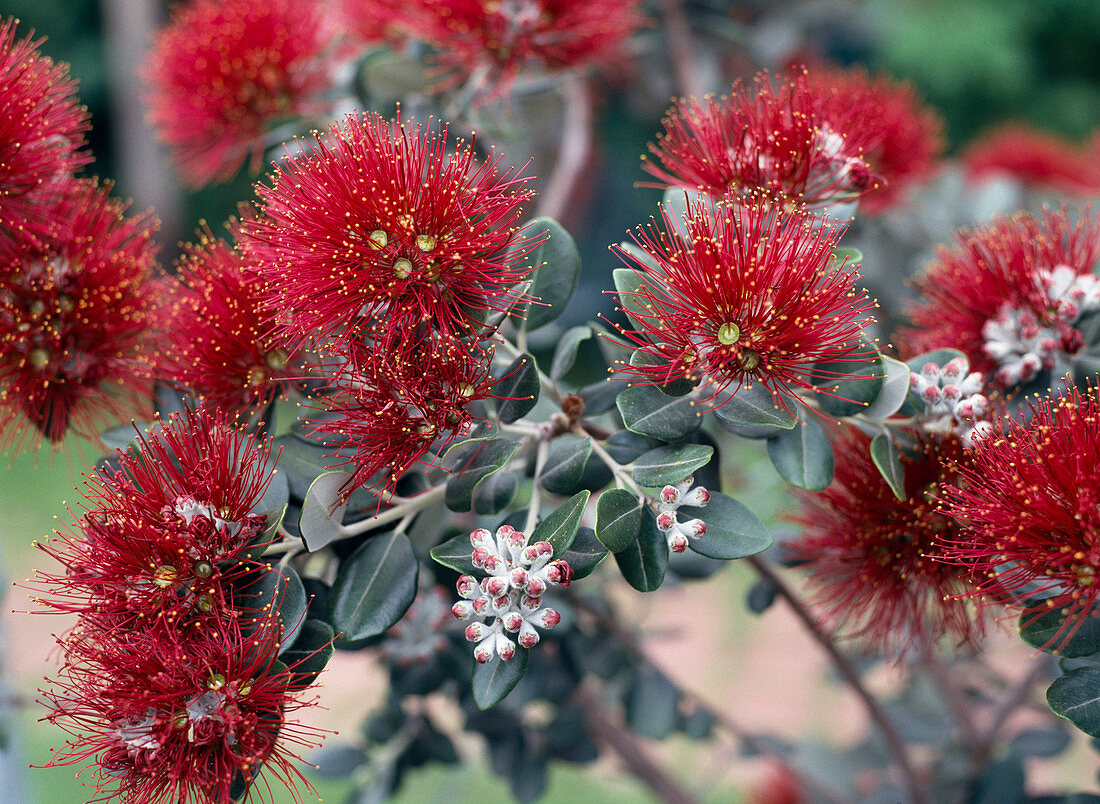 Metrosideros Excelsa