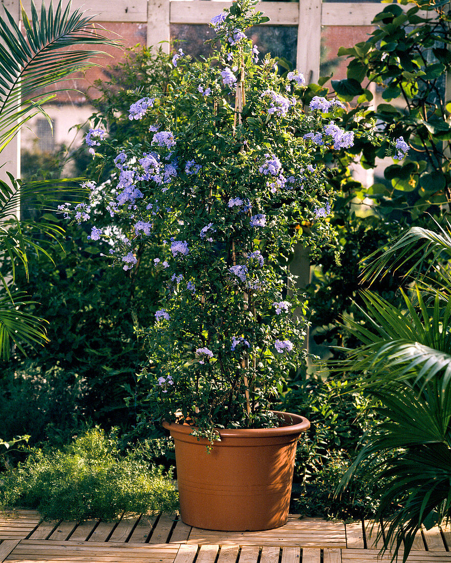 Plumbago auriculata